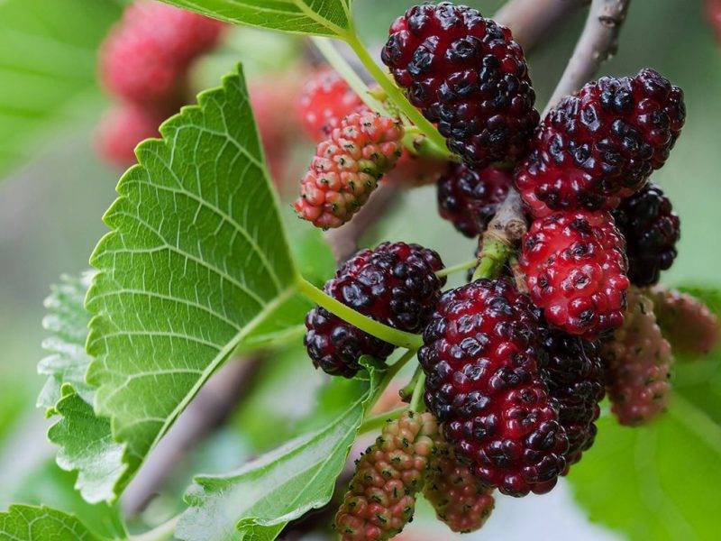Шелковица купить саженцы из питомнике в Северодвинске