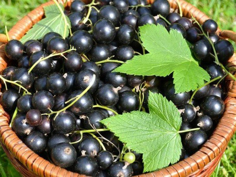 Смородина купить саженцы из питомника в Северодвинске