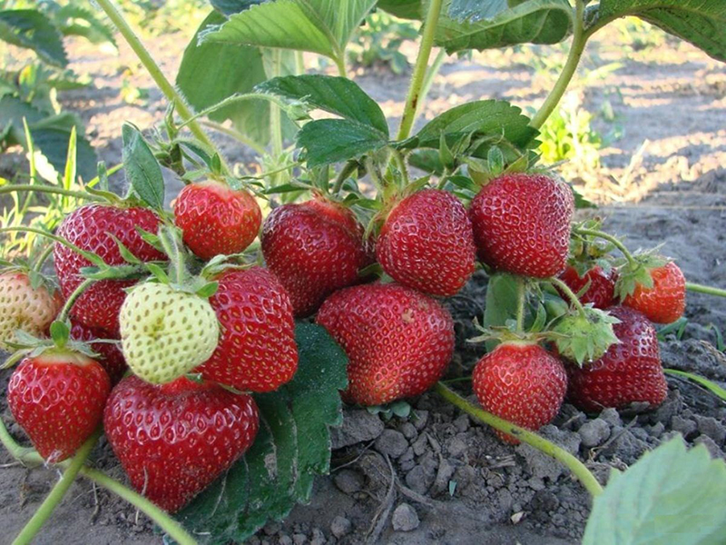 Клубника купить саженцы из питомника в Северодвинске