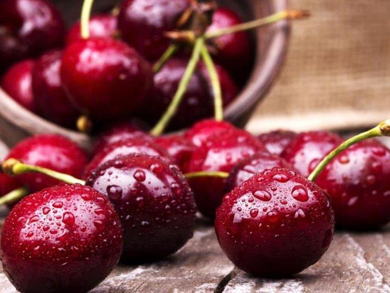 Вишня купить саженцы из питомника в Северодвинске