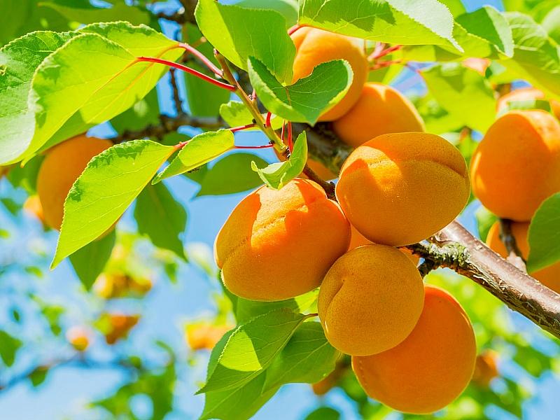 Абрикос купить саженцы из питомнике в Северодвинске
