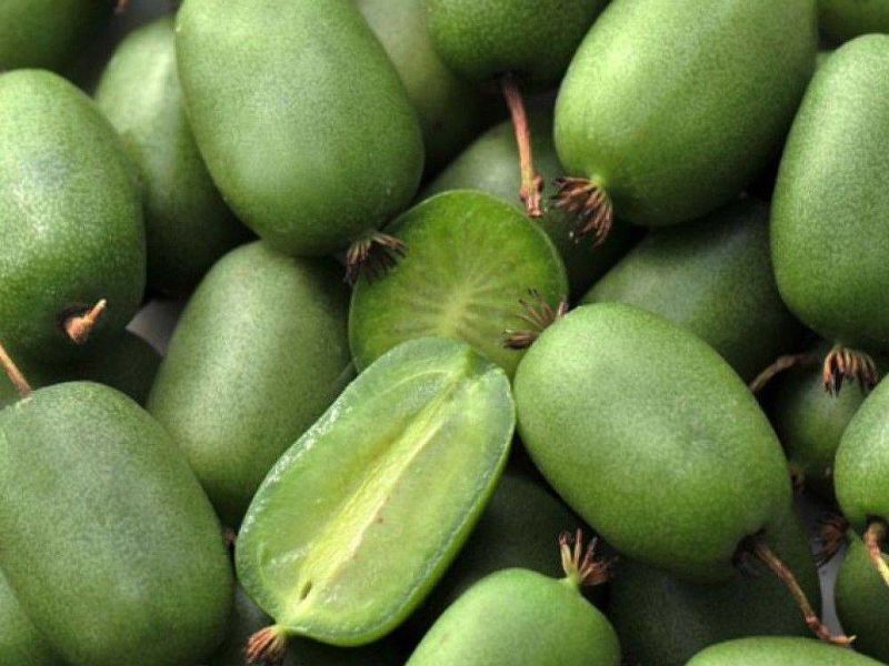Актинидия купить саженцы из питомнике в Северодвинске