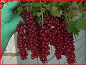 Смородина "РОВАДА"