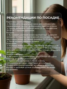 Клубника саженцы Королева Елизавета 2 для подоконника 6 шт